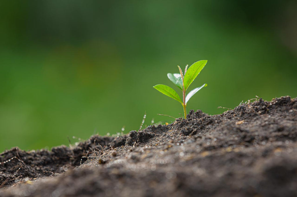 Casabrews Takes a Green Step Forward: Our Commitment to a Sustainable Future
